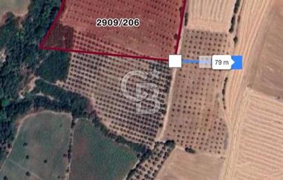 BANDIRMA YENİYENİCE'DE SATILIK 400 AĞAÇLIK CEVİZ BAHÇESİ