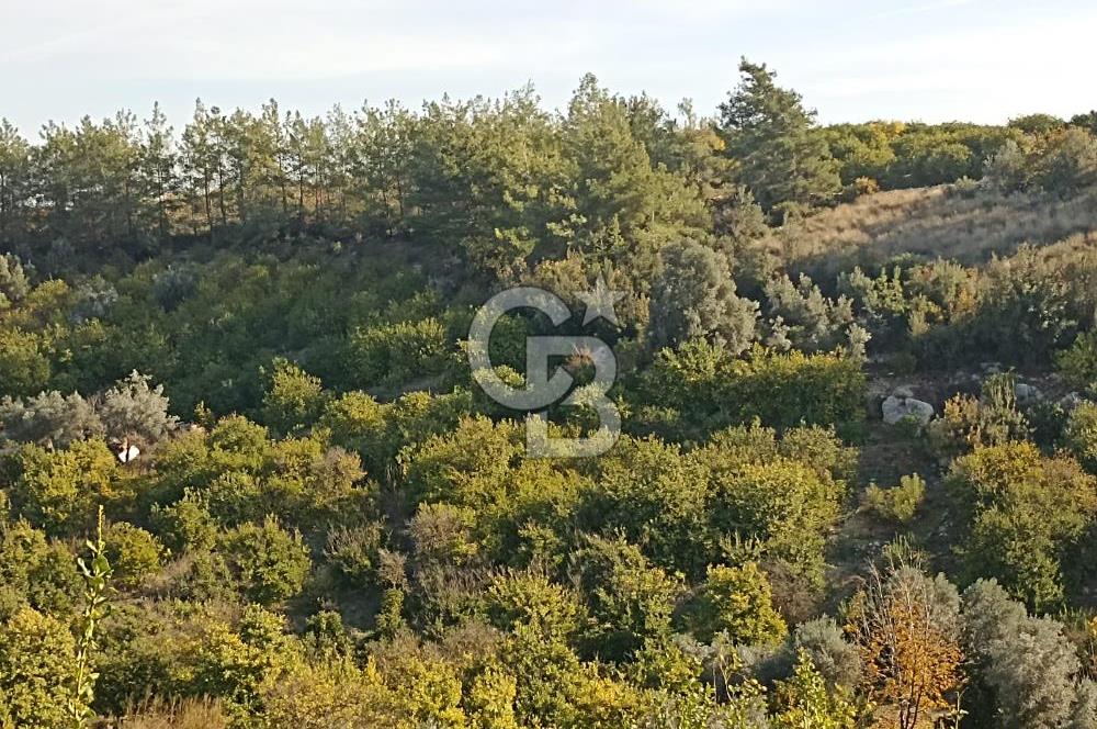 ELVANLI'DA SATILIK LİMON BAHÇESİ