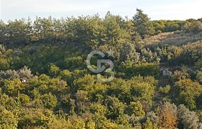 ELVANLI'DA SATILIK LİMON BAHÇESİ