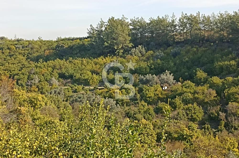 ELVANLI'DA SATILIK LİMON BAHÇESİ