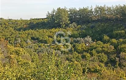 ELVANLI'DA SATILIK LİMON BAHÇESİ