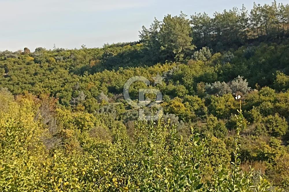 ELVANLI'DA SATILIK LİMON BAHÇESİ