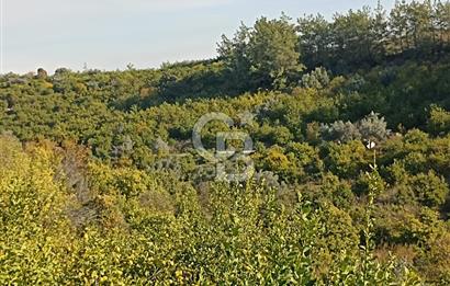 ELVANLI'DA SATILIK LİMON BAHÇESİ