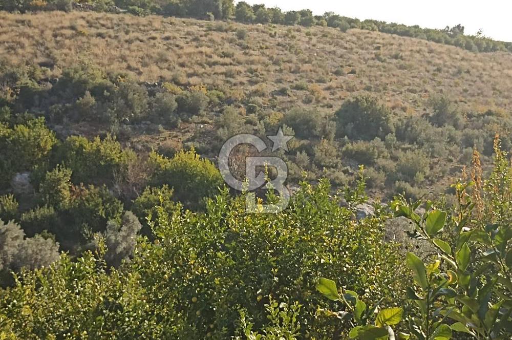 ELVANLI'DA SATILIK LİMON BAHÇESİ