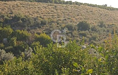 ELVANLI'DA SATILIK LİMON BAHÇESİ