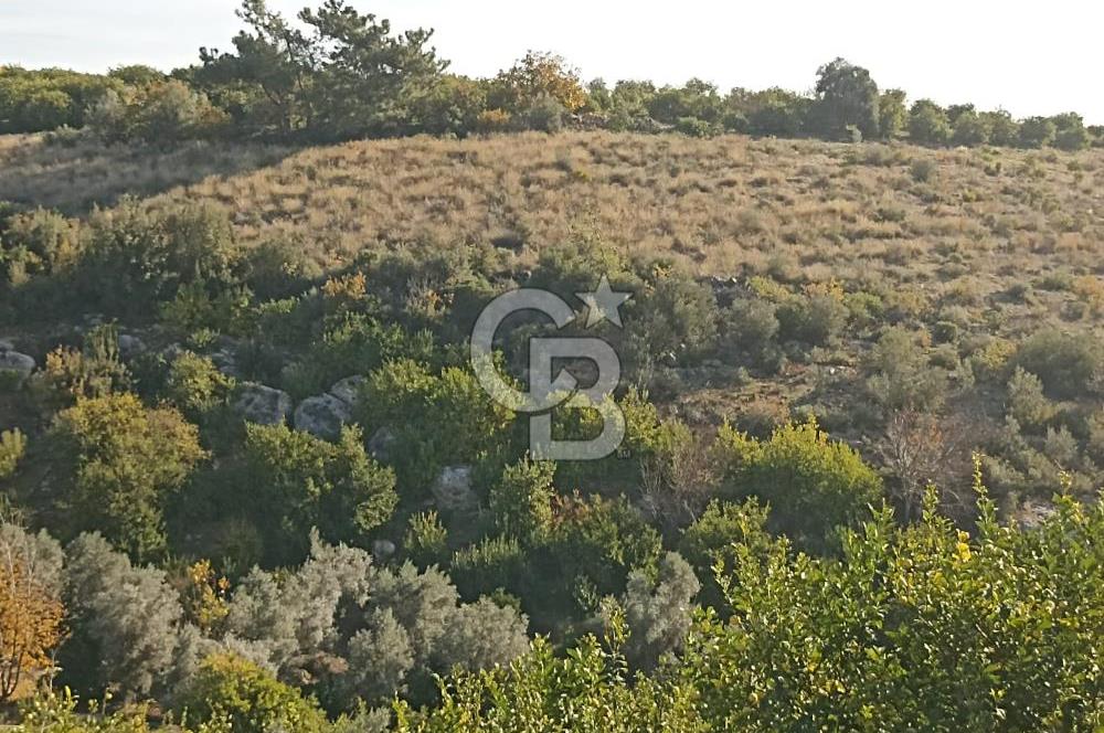 ELVANLI'DA SATILIK LİMON BAHÇESİ