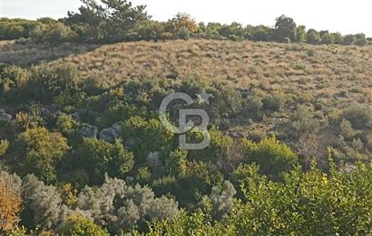 ELVANLI'DA SATILIK LİMON BAHÇESİ