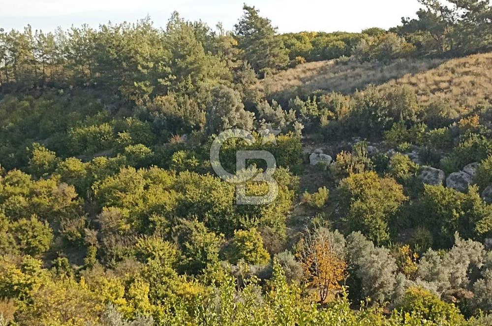 ELVANLI'DA SATILIK LİMON BAHÇESİ