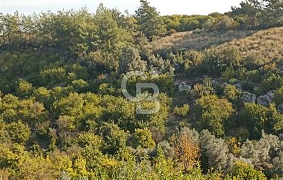 ELVANLI'DA SATILIK LİMON BAHÇESİ