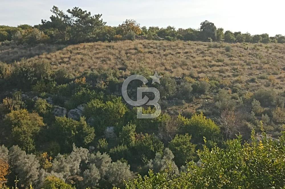 ELVANLI'DA SATILIK LİMON BAHÇESİ