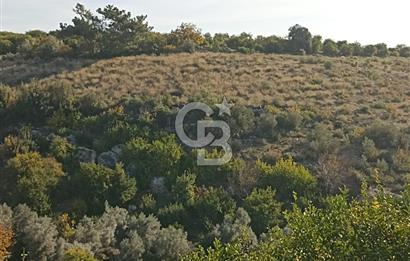 ELVANLI'DA SATILIK LİMON BAHÇESİ