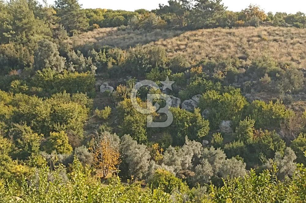 ELVANLI'DA SATILIK LİMON BAHÇESİ