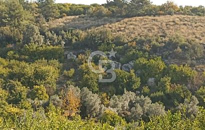 ELVANLI'DA SATILIK LİMON BAHÇESİ