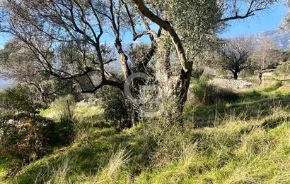 Karaburun Kösedere'de 2290 m² Doğa Manzaralı Düz Zemin Tarla