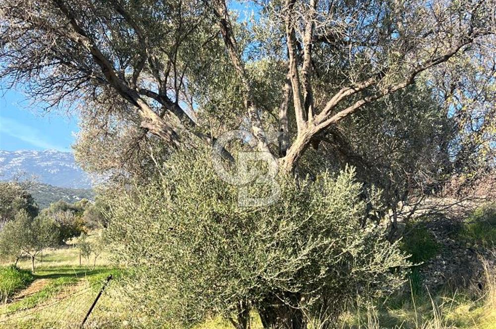 Karaburun Kösedere'de 2290 m² Doğa Manzaralı Düz Zemin Tarla