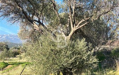 Karaburun Kösedere'de 2290 m² Doğa Manzaralı Düz Zemin Tarla