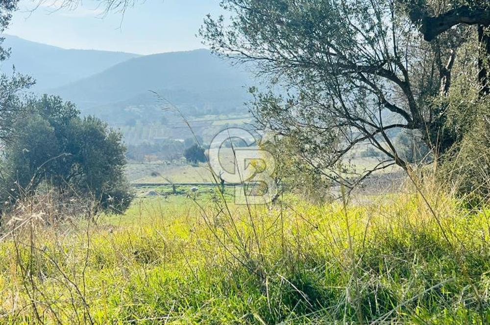 Karaburun Kösedere'de 2290 m² Doğa Manzaralı Düz Zemin Tarla