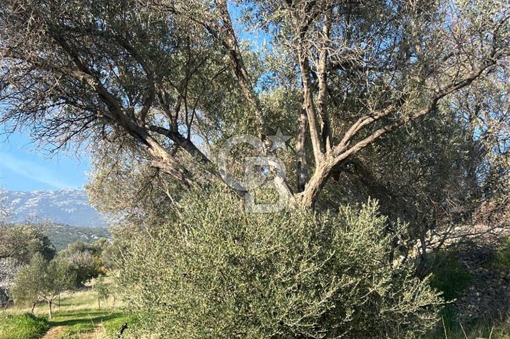 Karaburun Kösedere'de 2290 m² Doğa Manzaralı Düz Zemin Tarla