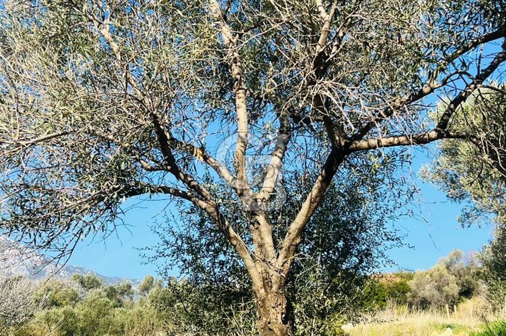 Karaburun Kösedere'de 2290 m² Doğa Manzaralı Düz Zemin Tarla