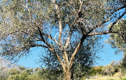 Karaburun Kösedere'de 2290 m² Doğa Manzaralı Düz Zemin Tarla