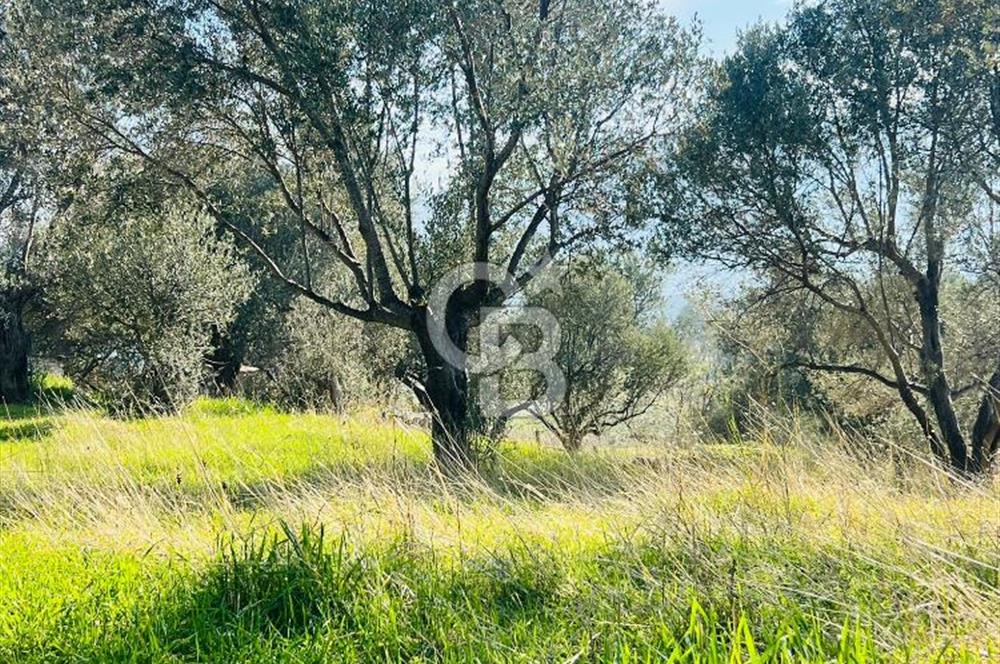 Karaburun Kösedere'de 2290 m² Doğa Manzaralı Düz Zemin Tarla