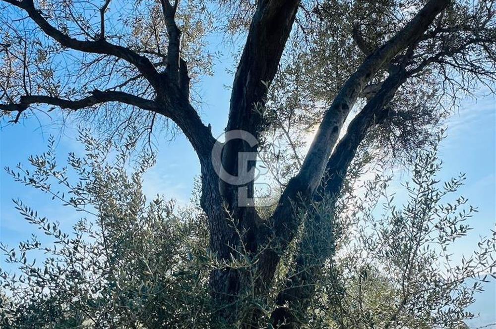 Karaburun Kösedere'de 2290 m² Doğa Manzaralı Düz Zemin Tarla