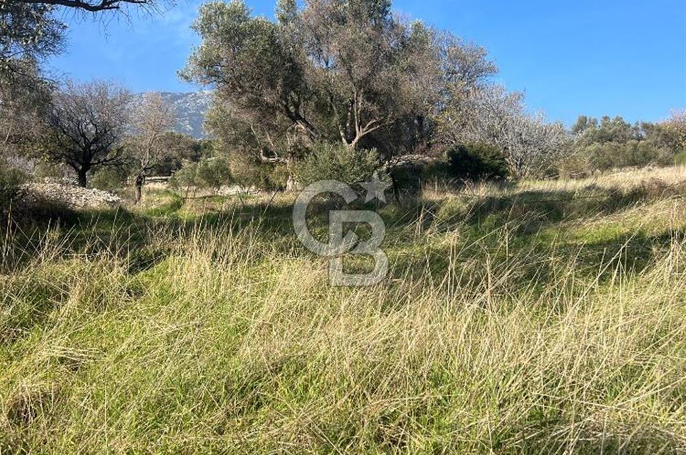 Karaburun Kösedere'de 2290 m² Doğa Manzaralı Düz Zemin Tarla