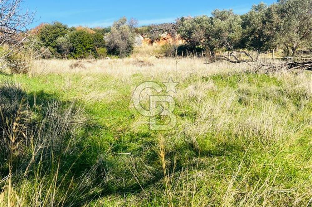 Karaburun Kösedere'de 2290 m² Doğa Manzaralı Düz Zemin Tarla
