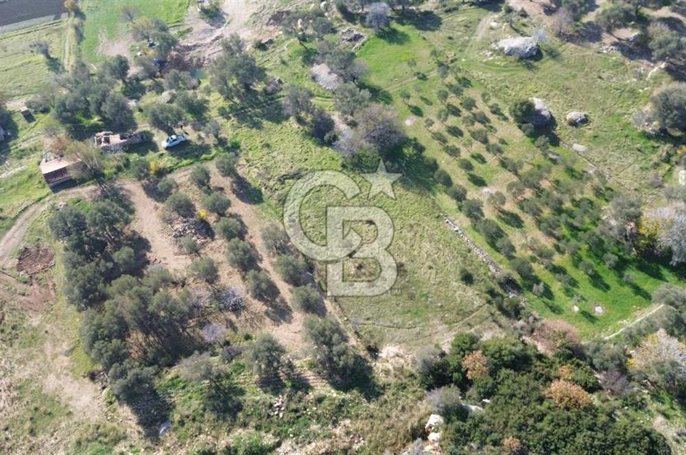 Karaburun Kösedere'de 2290 m² Doğa Manzaralı Düz Zemin Tarla
