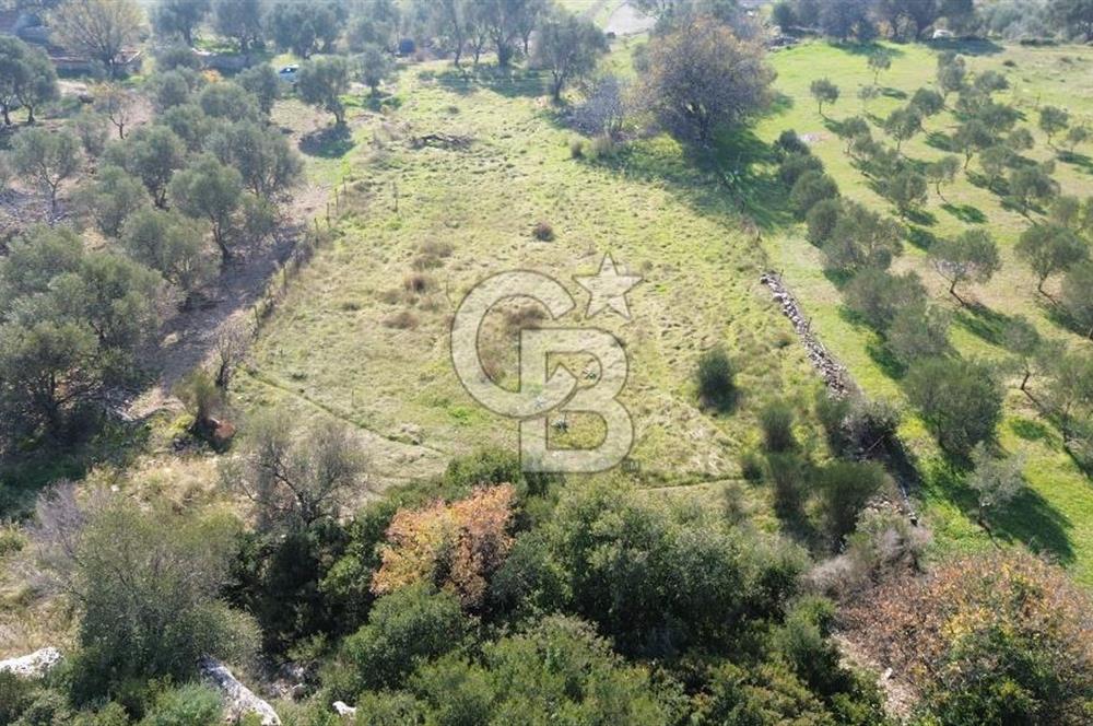 Karaburun Kösedere'de 2290 m² Doğa Manzaralı Düz Zemin Tarla