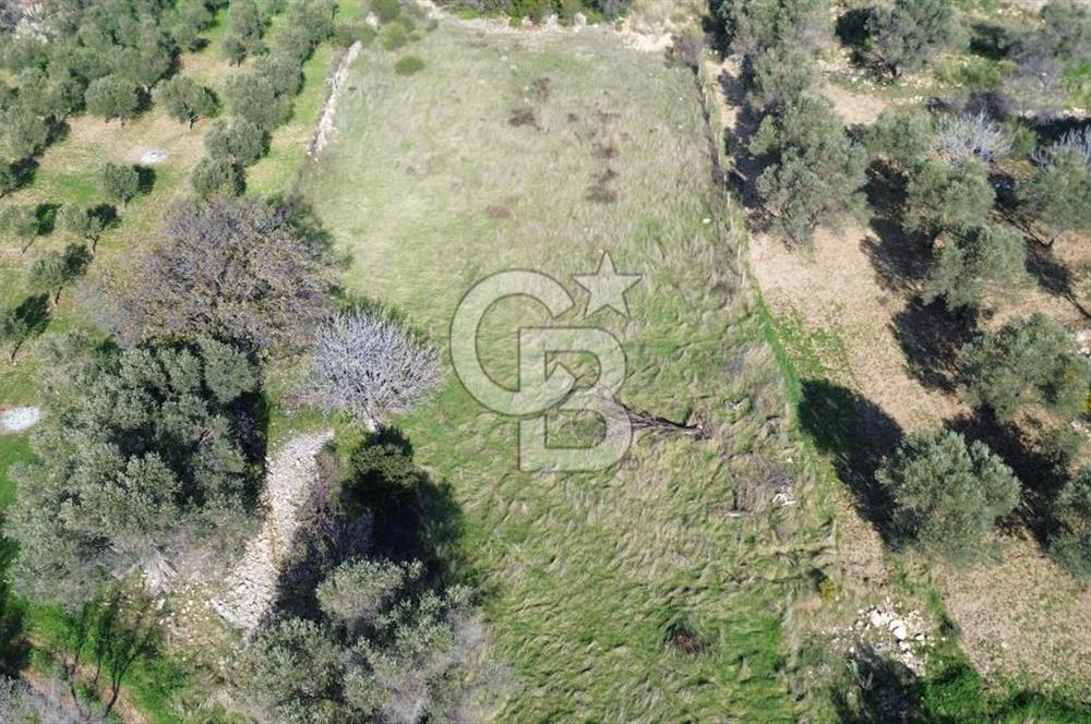 Karaburun Kösedere'de 2290 m² Doğa Manzaralı Düz Zemin Tarla