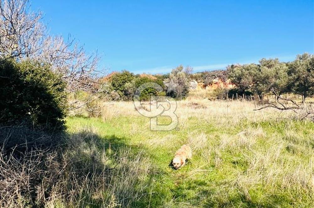 Karaburun Kösedere'de 2290 m² Doğa Manzaralı Düz Zemin Tarla