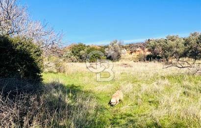 Karaburun Kösedere'de 2290 m² Doğa Manzaralı Düz Zemin Tarla