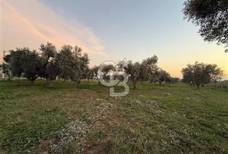 İZMİR BAYINDIR ARIKBAŞI MAHALLESİ’NDE 7.997 m² SATILIK TARLA - 8 - 322984