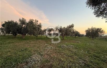 İZMİR BAYINDIR ARIKBAŞI MAHALLESİ’NDE 7.997 m² SATILIK TARLA