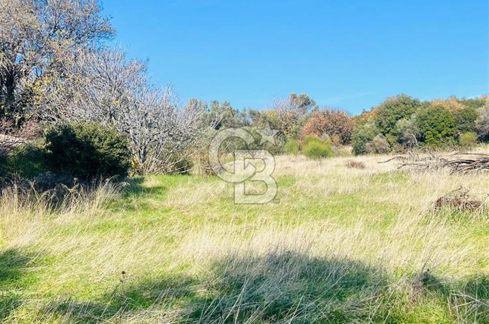 Karaburun Kösedere'de 2290 m² Doğa Manzaralı Düz Zemin Tarla