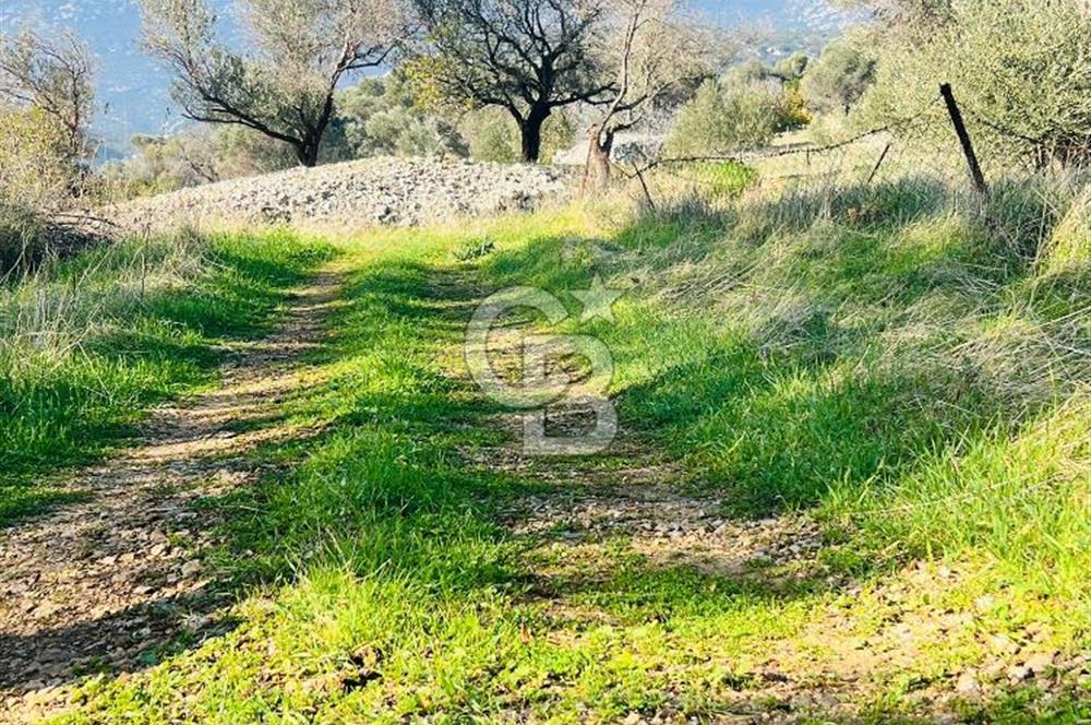 Karaburun Kösedere'de 2290 m² Doğa Manzaralı Düz Zemin Tarla