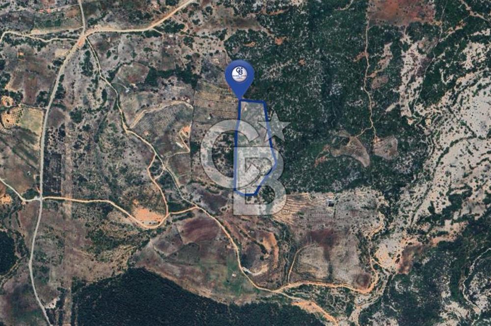 Muğla Menteşe İkizcede Büyük Ölçekli Tarla 40 Dönüm
