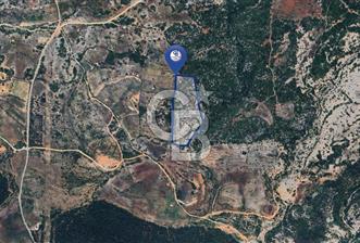 Muğla Menteşe İkizcede Büyük Ölçekli Tarla 40 Dönüm - 4 - 323000