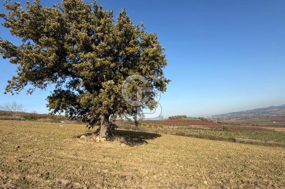 ÇANAKKALE KANGIRLI’DA 6975 m2 SATILIK TARLA