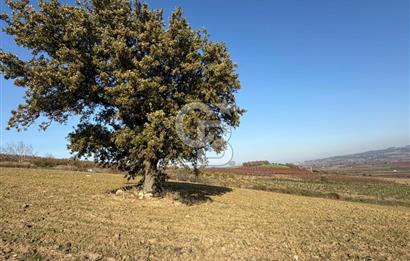 ÇANAKKALE KANGIRLI’DA 6975 m2 SATILIK TARLA