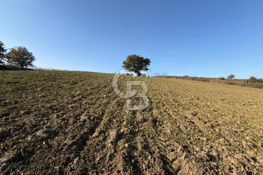 ÇANAKKALE KANGIRLI’DA 6975 m2 SATILIK TARLA