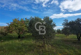 GAZİEMİR SEVGİ MAHALLESİNDE 500M2 TARLA - 7 - 323025