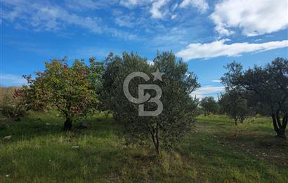 GAZİEMİR SEVGİ MAHALLESİNDE 500M2 TARLA