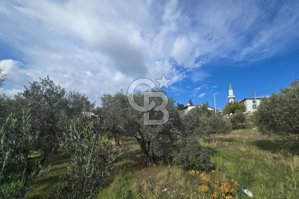 GAZİEMİR SEVGİ MAHALLESİNDE 500M2 TARLA