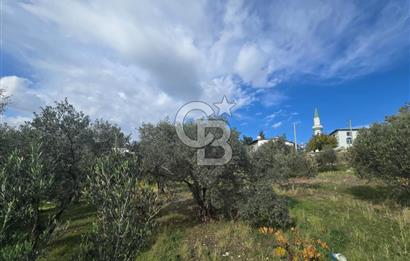 GAZİEMİR SEVGİ MAHALLESİNDE 500M2 TARLA