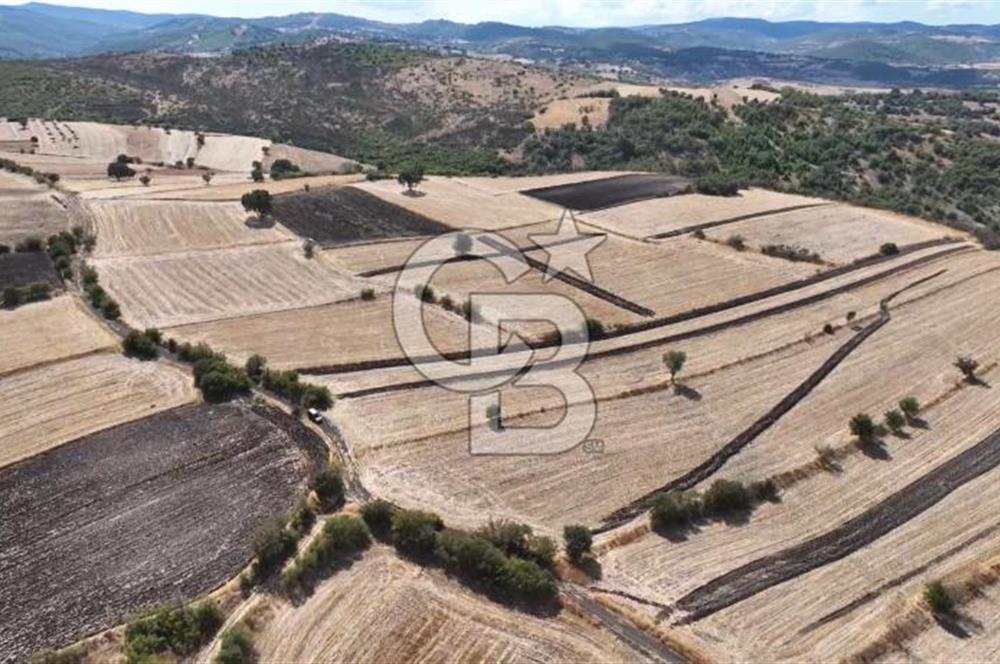 CB KİNG'DEN CİNGE MAHALLESİ SATILIK TARLA 