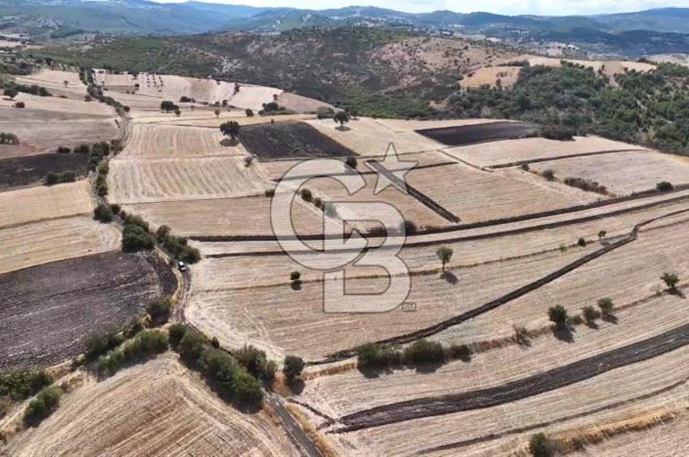 CB KİNG'DEN CİNGE MAHALLESİ SATILIK TARLA 