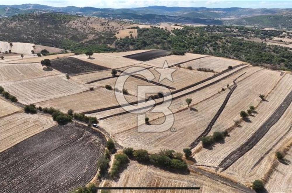 CB KİNG'DEN CİNGE MAHALLESİ SATILIK TARLA 