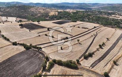 CB KİNG'DEN CİNGE MAHALLESİ SATILIK TARLA 